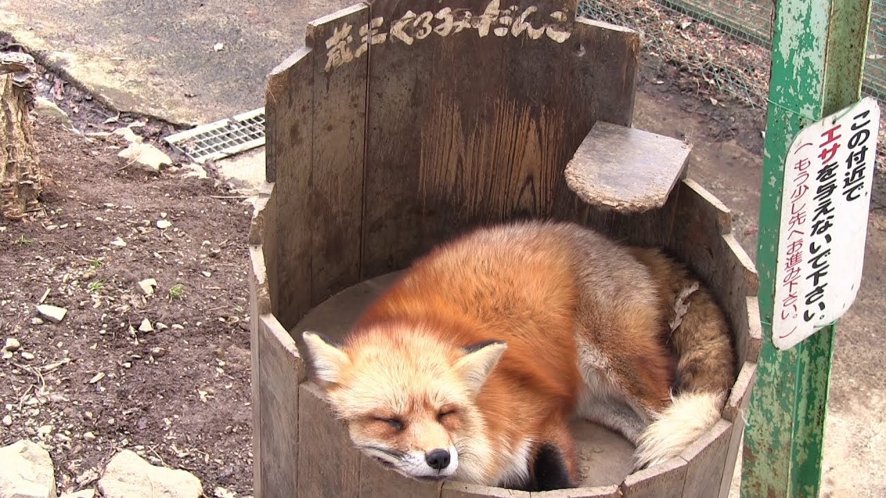 Miyagi Zao Fox Village (Zao Kitsune Mura) - Cute fox zoo | Japan