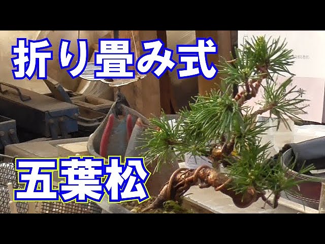 kouichi ページ 五葉松3点 mqdefault.jpg