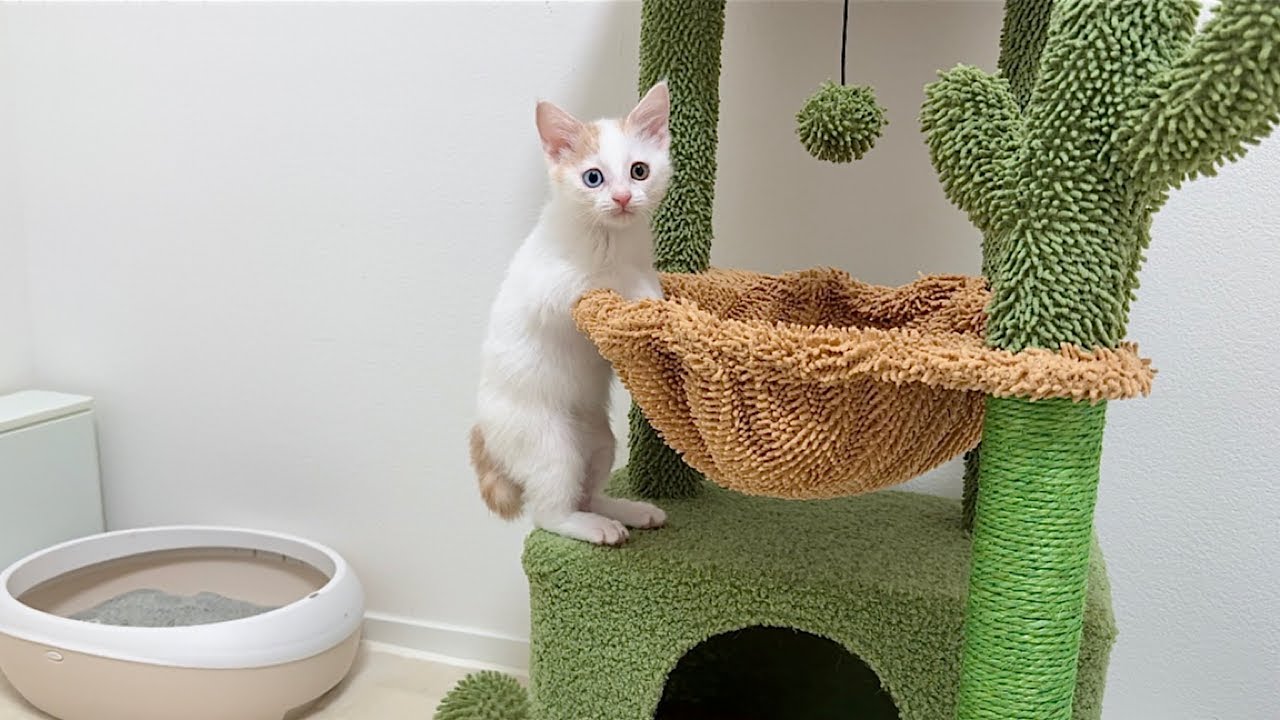 This kitten was born with a broken leg and couldn't move, but when