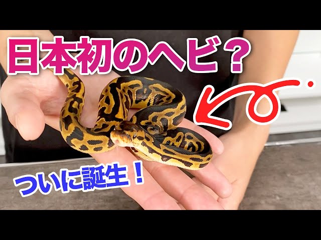 Leopard Crypton | Introducing the High-End Ball Python Morph - YouTube