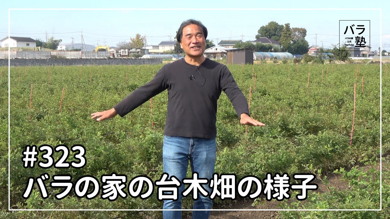 323 バラの家の台木畑の様子 - YouTube