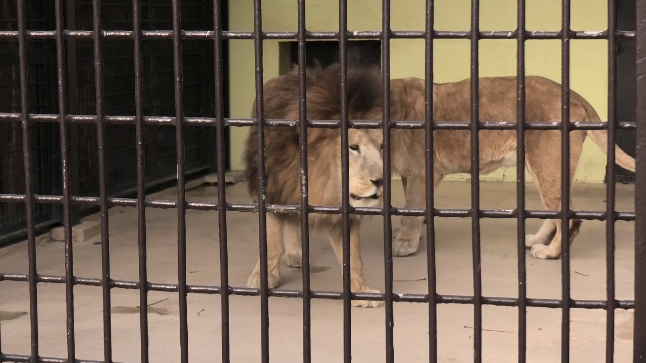 Lion (Miyazaki City Phoenix Zoo, Miyazaki, Japan) December 9, 2019