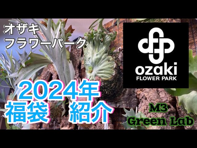 ビカクシダ】2024年福袋紹介！inオザキフラワーパーク - YouTube