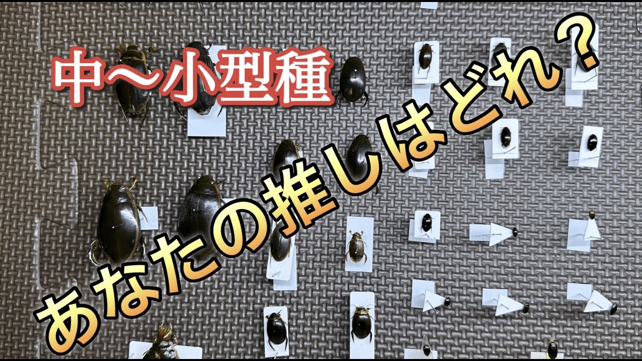 ゲンゴロウの種類解説】中～小型種編 - YouTube