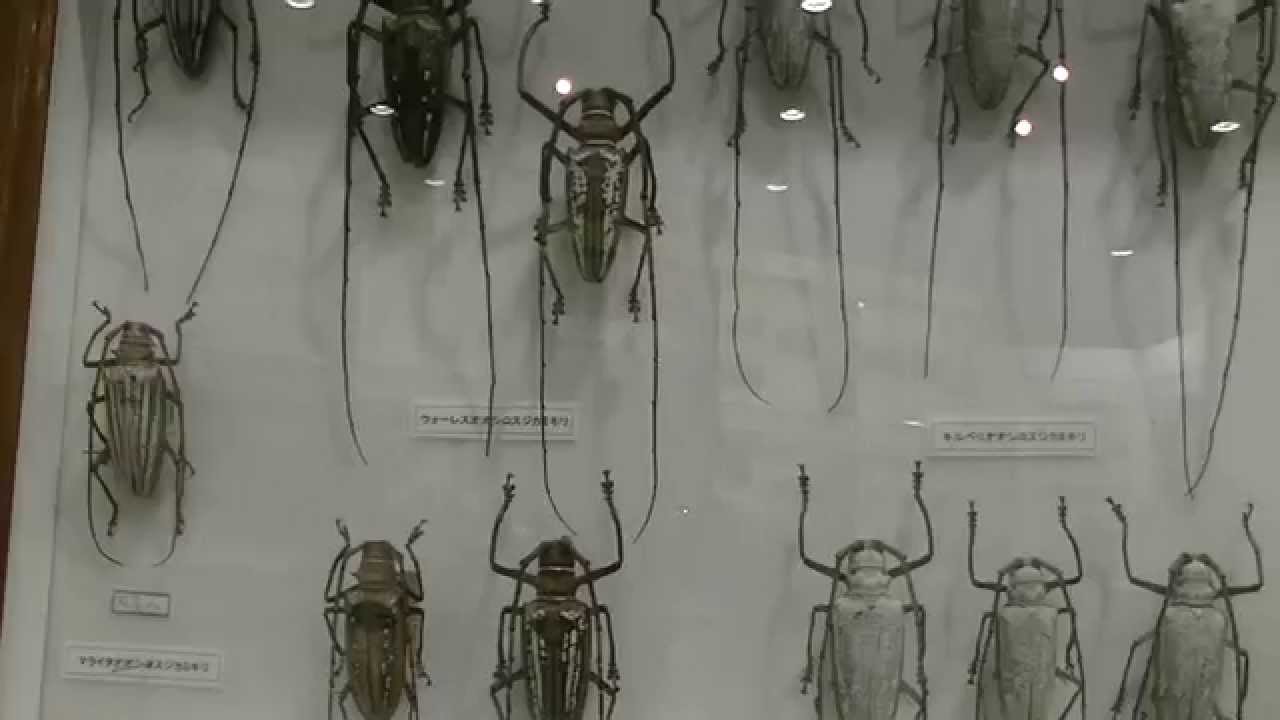 世界の巨大シロスジカミキリ：キルベリオオオシロスジカミキリ