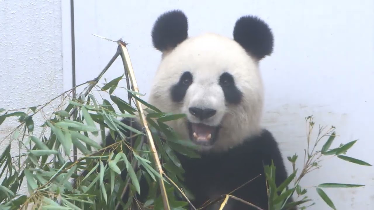 ジャイアントパンダの近況［109］｜上野動物園のジャイアントパンダ