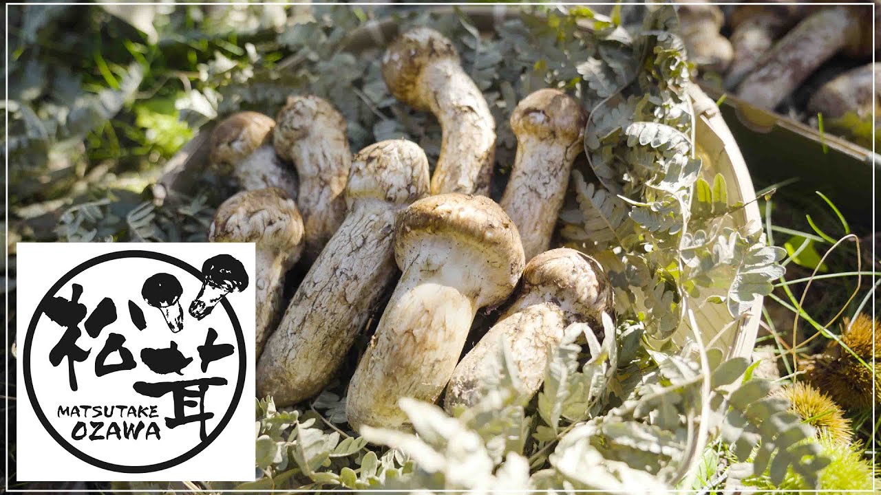 シーズン中 限定品 【中ひらき松茸】 約200g（約2本） | 信州松茸屋 茸