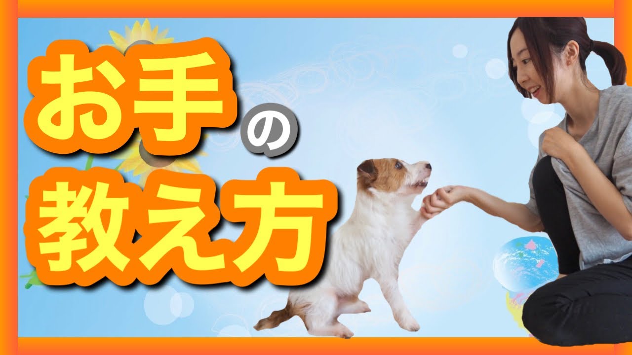 たった3分でできる！？】お手の教え方 - YouTube