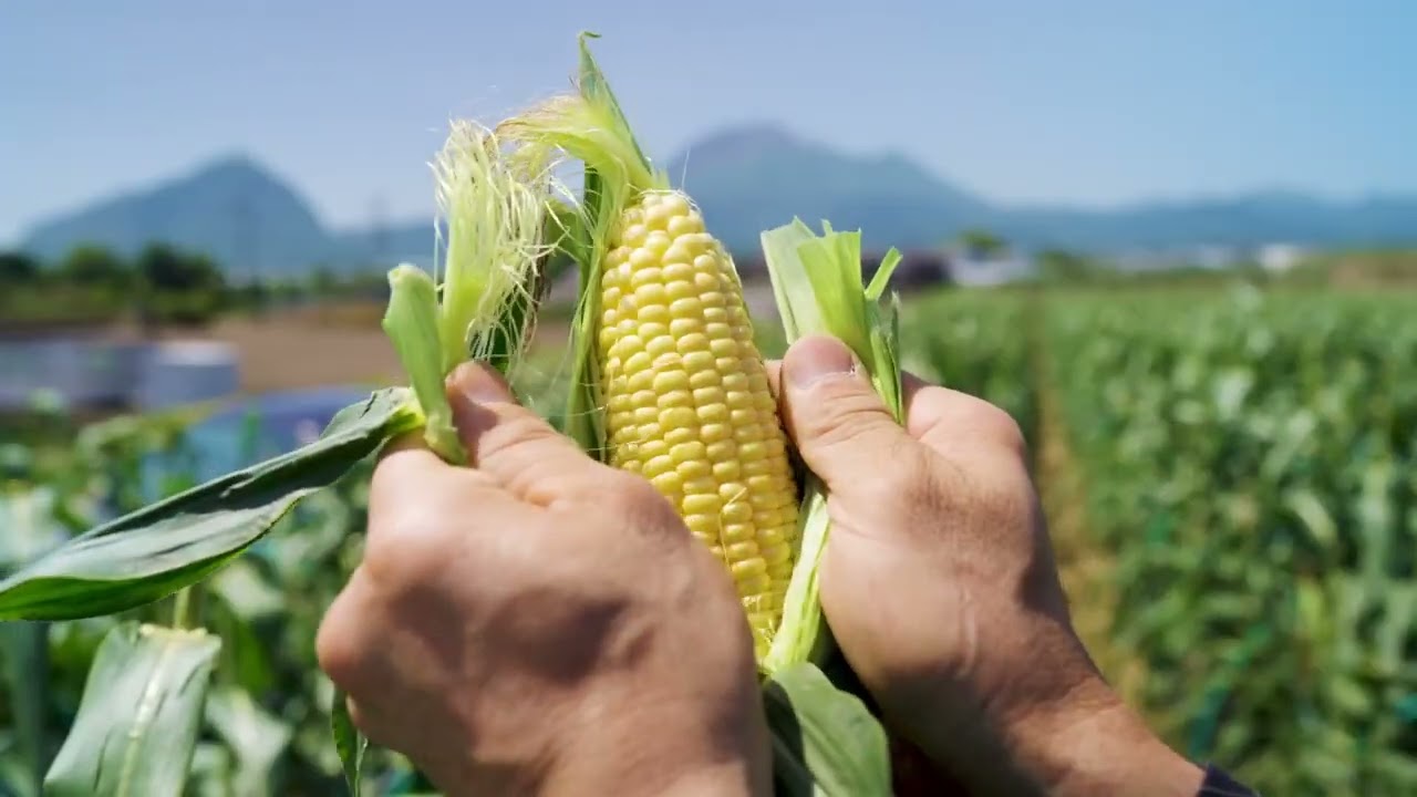 ナチュラル イヤーコーン 20本 わくわくコーン™86スーパー | カネコ