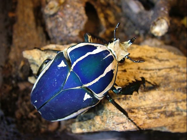 Mecynorrhina torquata ugandensis - breeding instructions part 1