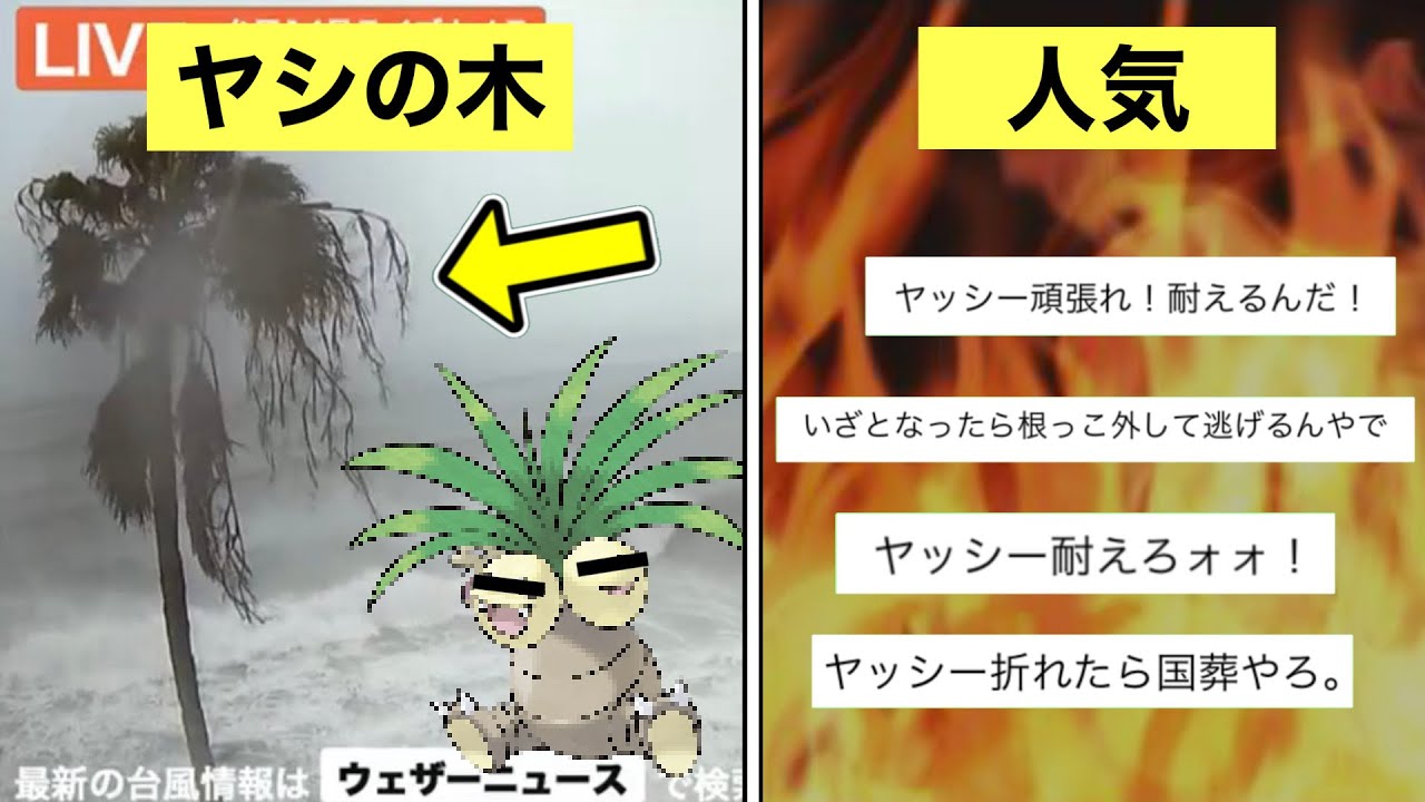 Explanation of the legendary palm tree 