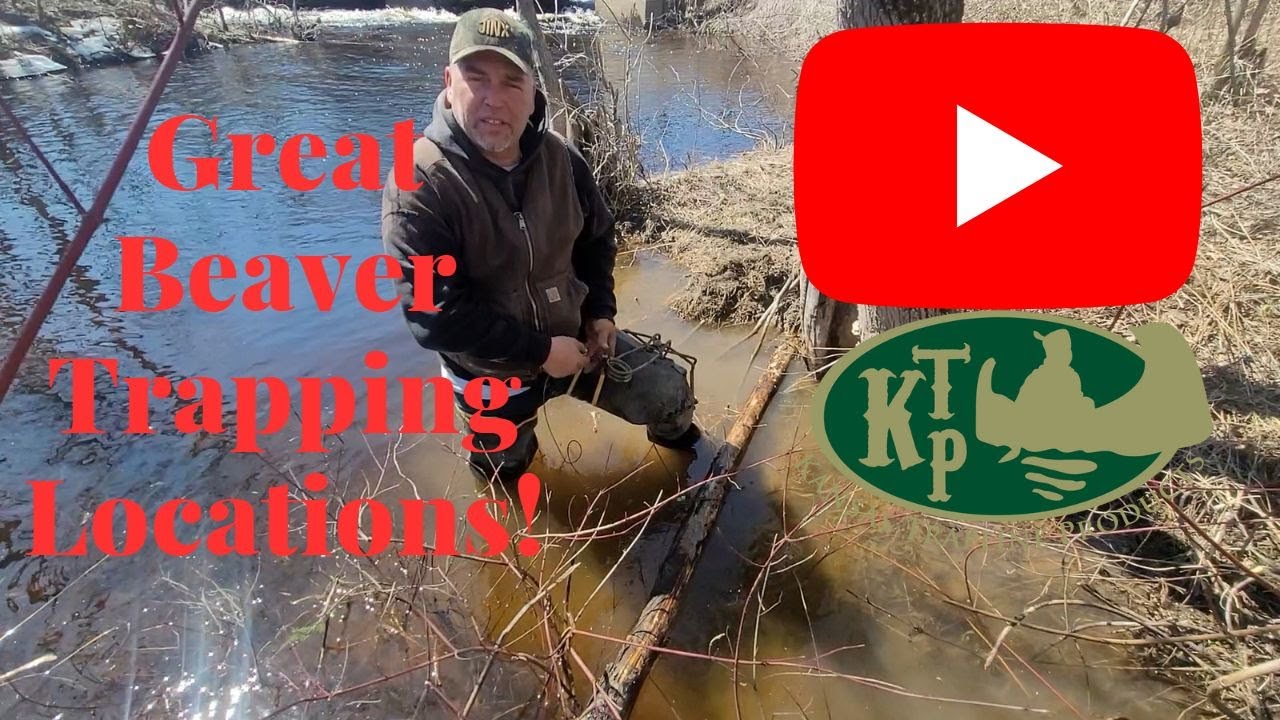 Great Beaver Sets And Dam Cross Overs - YouTube