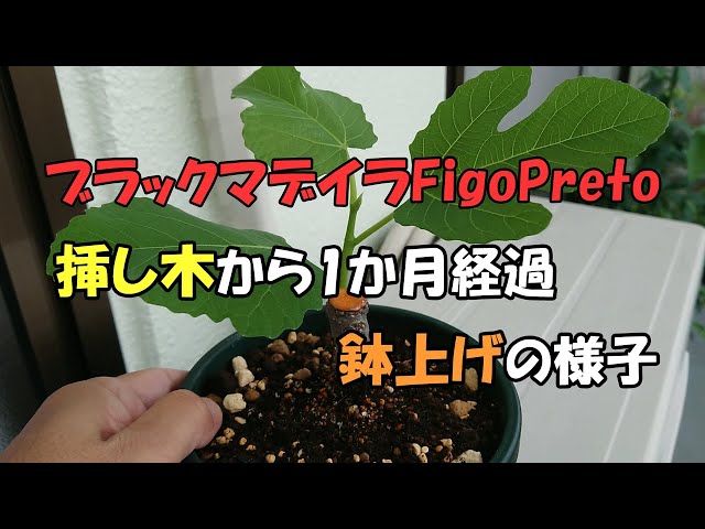 Black Madeira FigoPreto (temporary) 1 month after cutting and in a