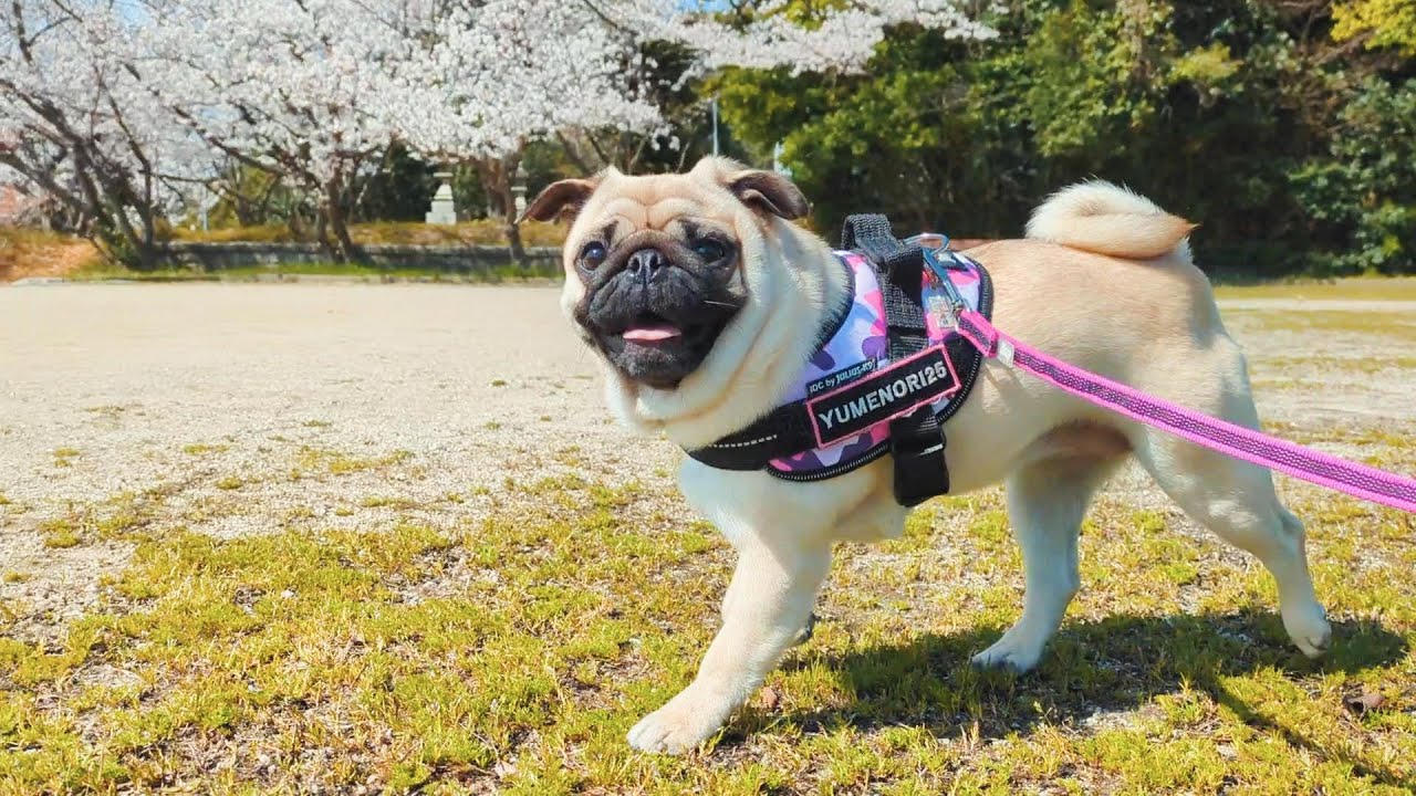 パグ犬ノイ、桜満開の公園を爆走！！Pug dog Noi, running through a
