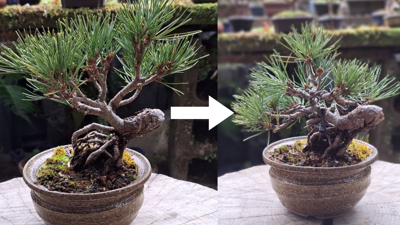 五葉松（接ぎ木素材）の素材作り ♯388 - YouTube