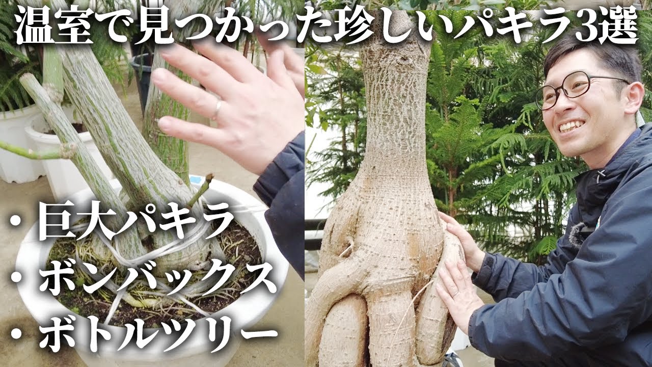 運気が上がる金のなる木！】養成温室で見つかった珍しいパキラ3選をご