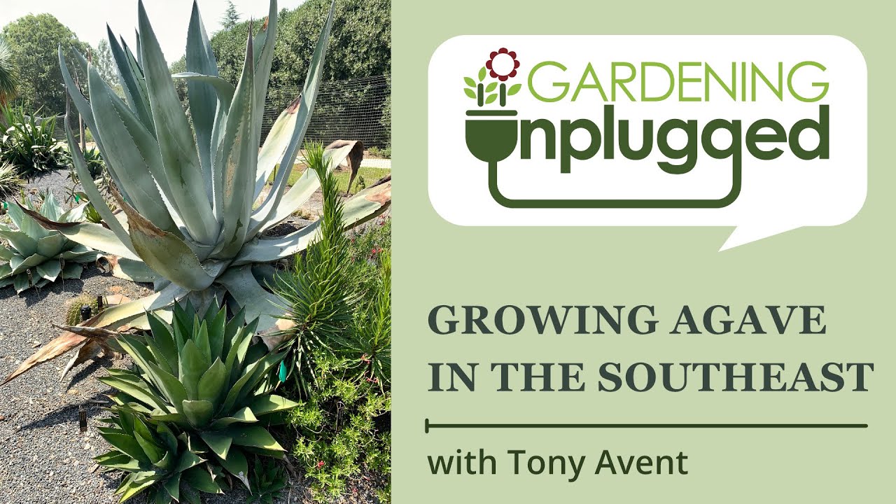 Agave | Agave Plants for Sale | Variegated Agave for Sale