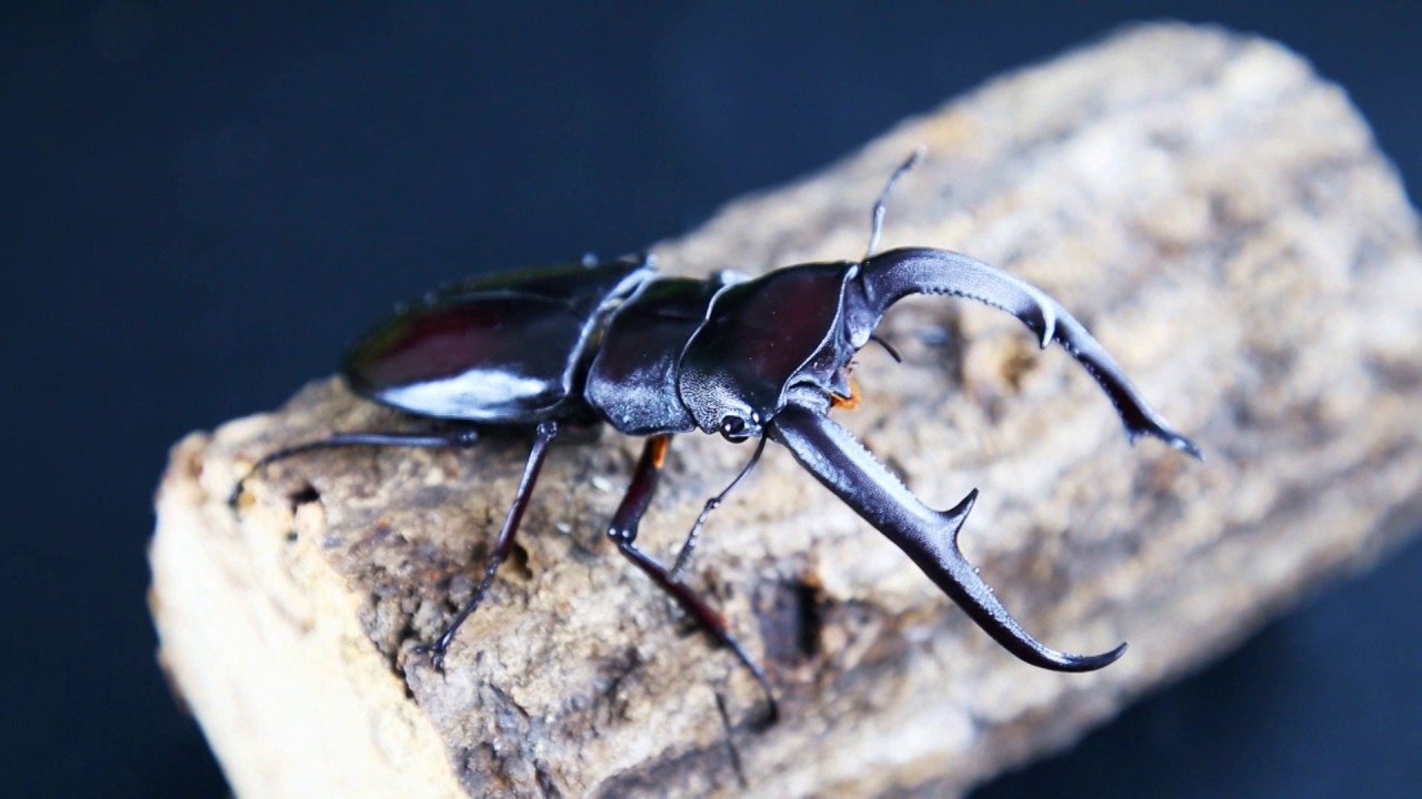 トルンカートゥスホソアカクワガタ/茶系/アリスト | 外国産 昆虫