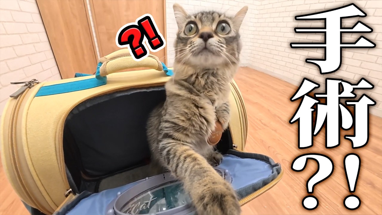 Tiny Kitten Tries a Human-Sized Cat Wheel… and It's Lovely! - YouTube