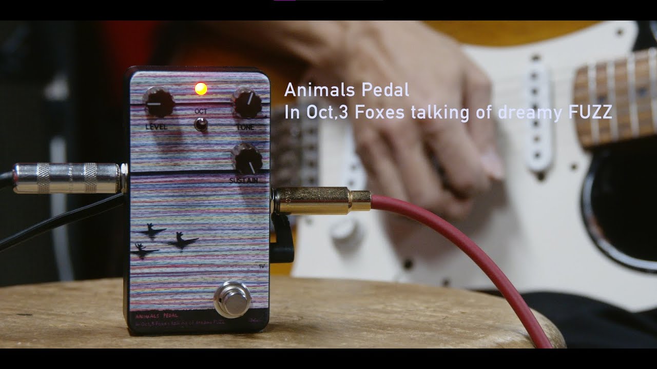 Animals Pedal In Oct,3 Foxes talking of dreamy FUZZ | Sakamoto