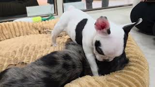 62298 フレンチブルドッグ - YouTube