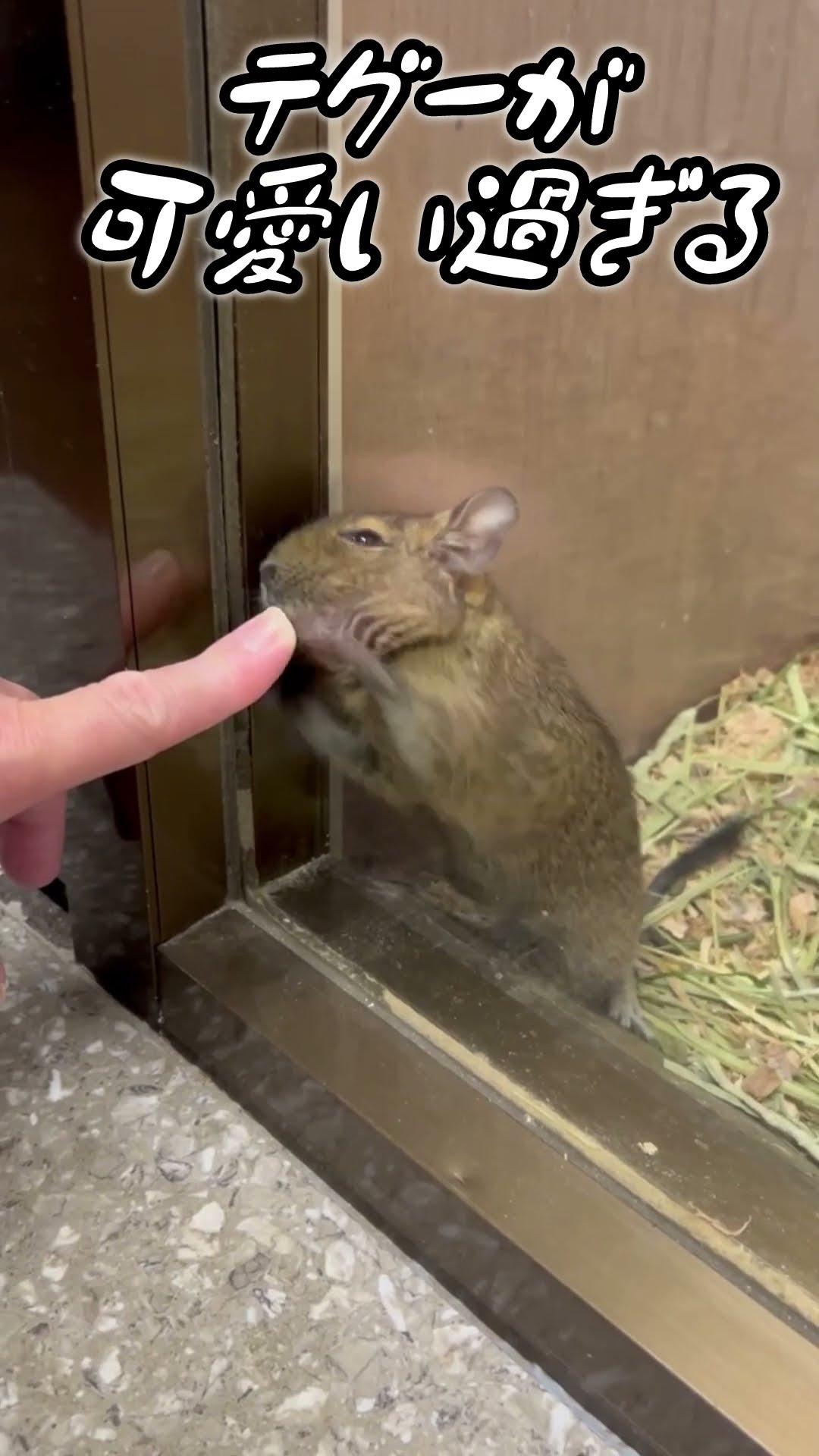 ちゃんねるカワランド】カワモト文明 - YouTube