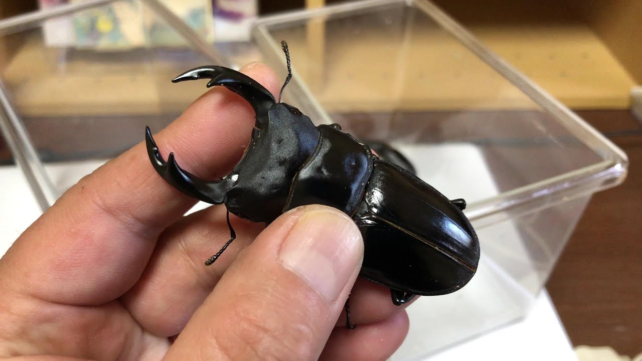A former trader tells] Stories about giant stag beetles that you