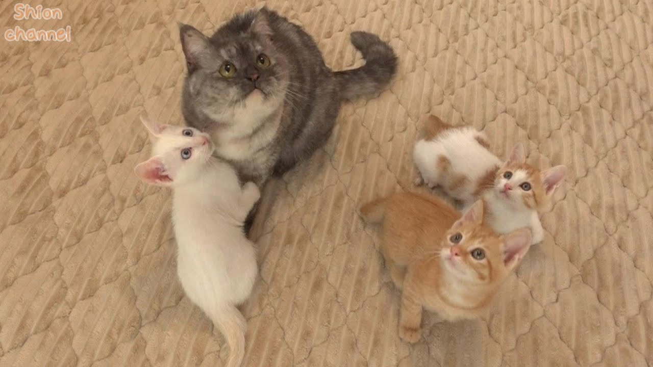 生後51日】母猫からおもちゃハンティングを教わる子猫たち - YouTube