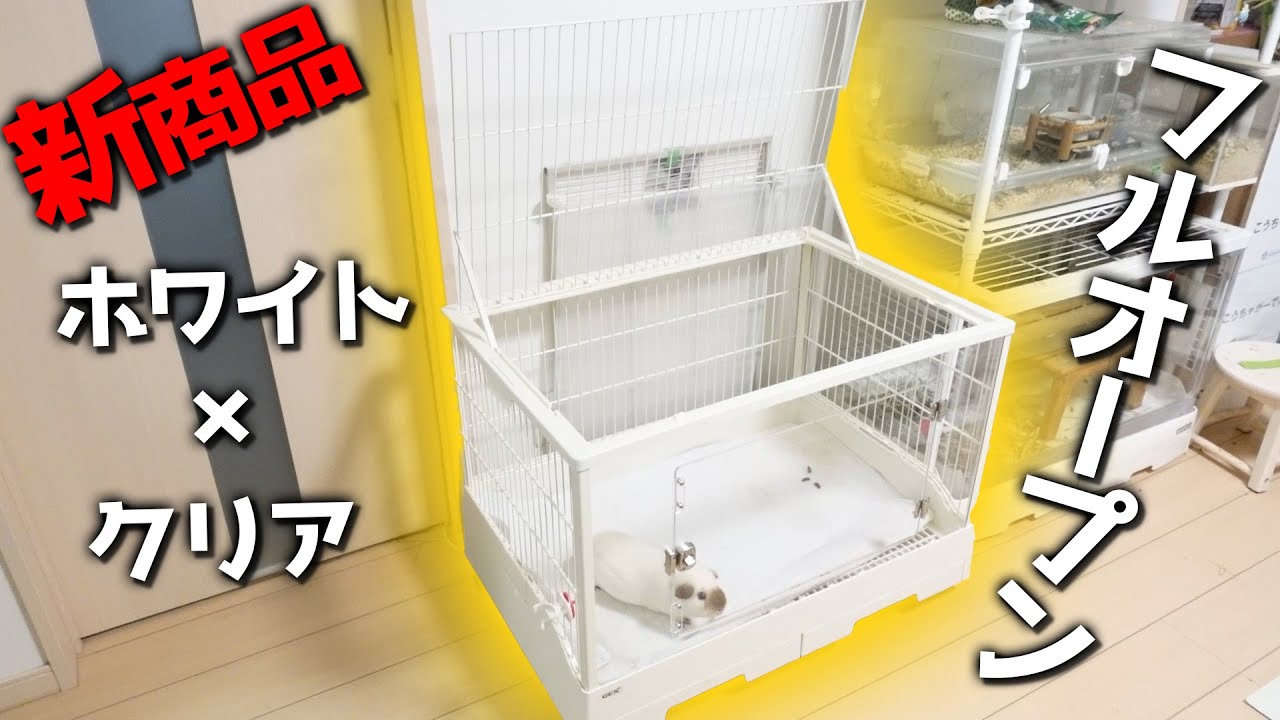 新発売！うさぎ用ケージ「GEXクリアフロント80」をモルモット用で