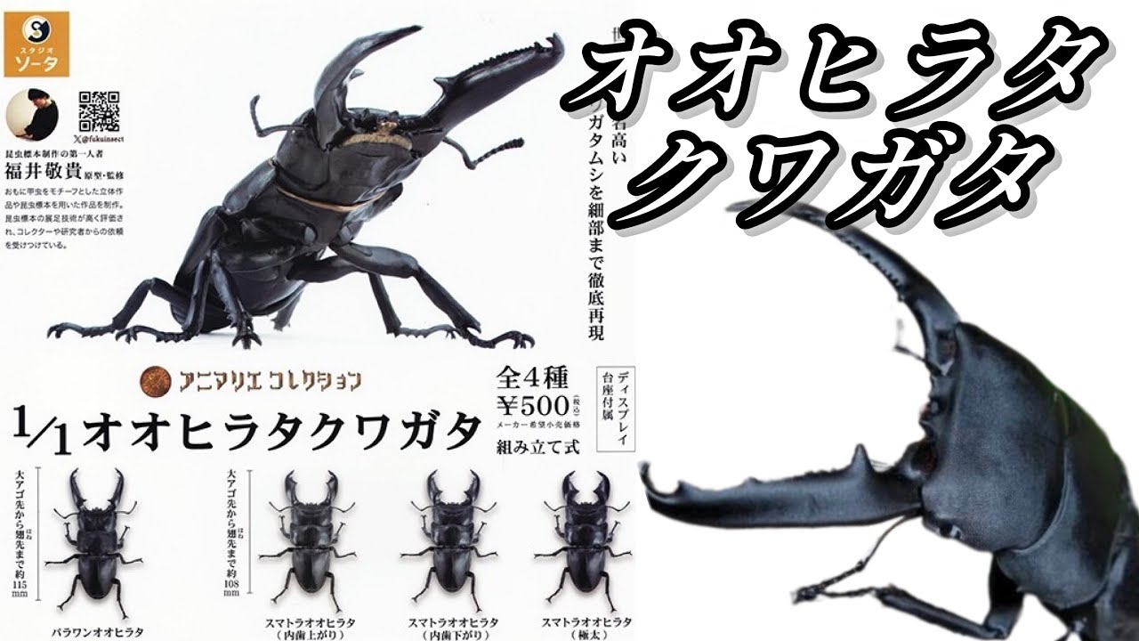 ガチャガチャ】1/1オオヒラタクワガタ【リアル過ぎる】＠スタジオ