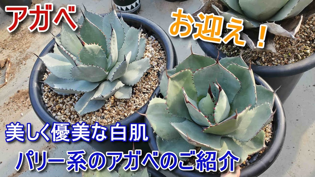 Purchased plant] Introducing the Parry Agave. We have the best