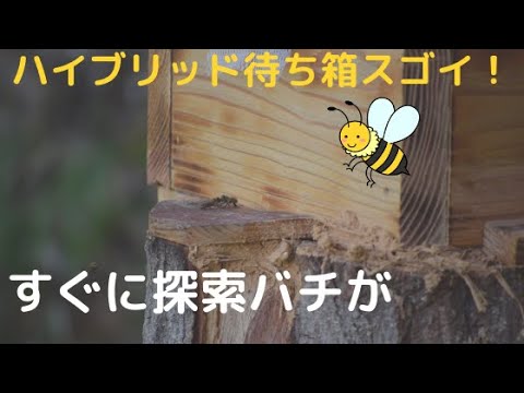 ハイブリッド待ち箱は、凄すぎる！日本みつばち、カモン - YouTube