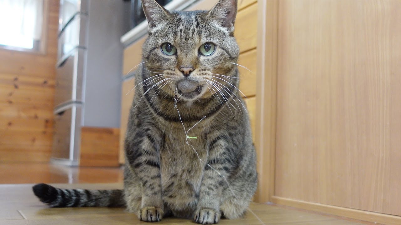 まるです18。-I am Maru 18.- - YouTube