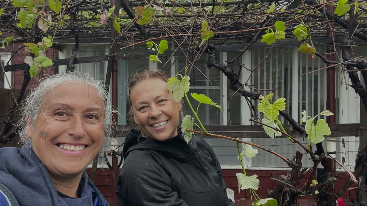 Transplanting 45+ Year Old Grapevines - A Tribute to Family