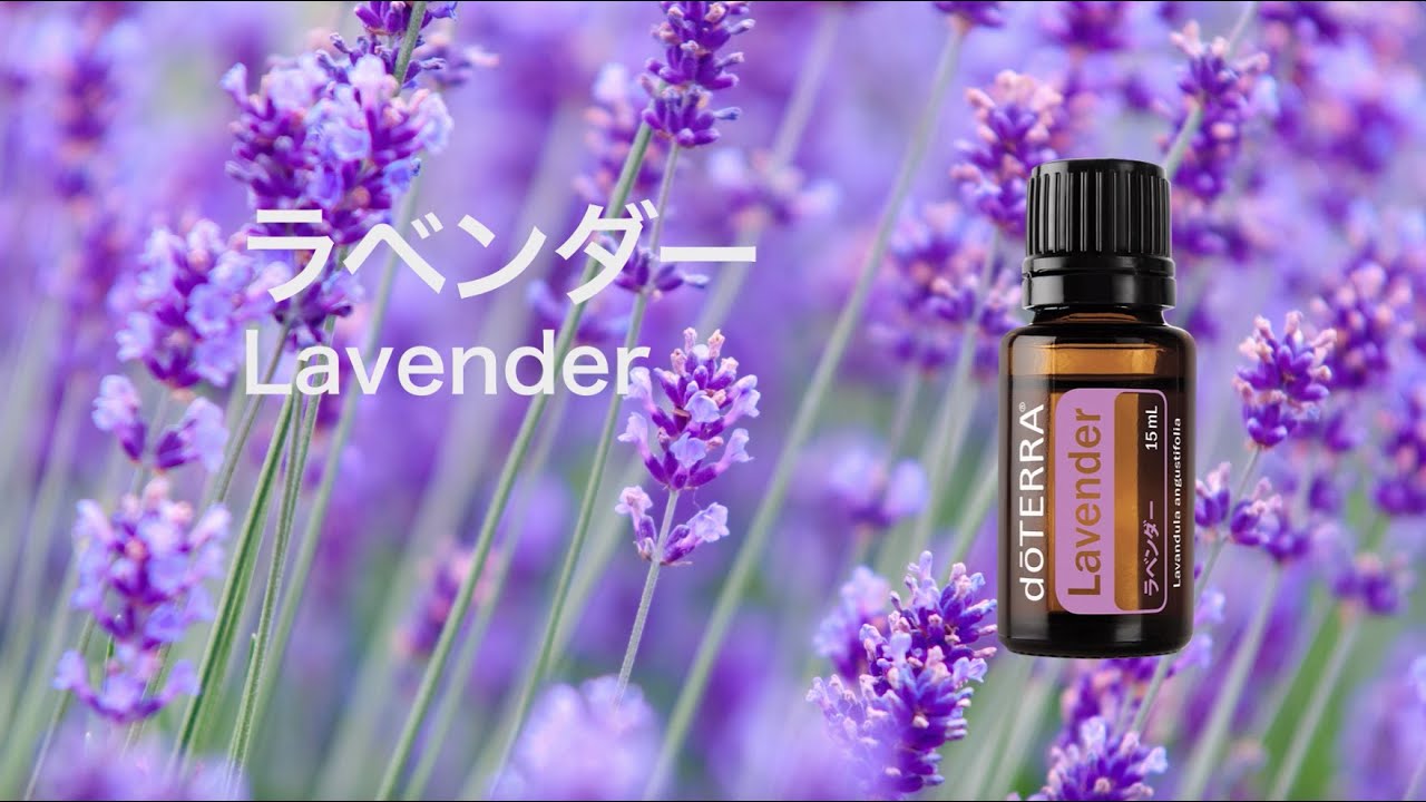ラベンダー - doTERRA TIMES