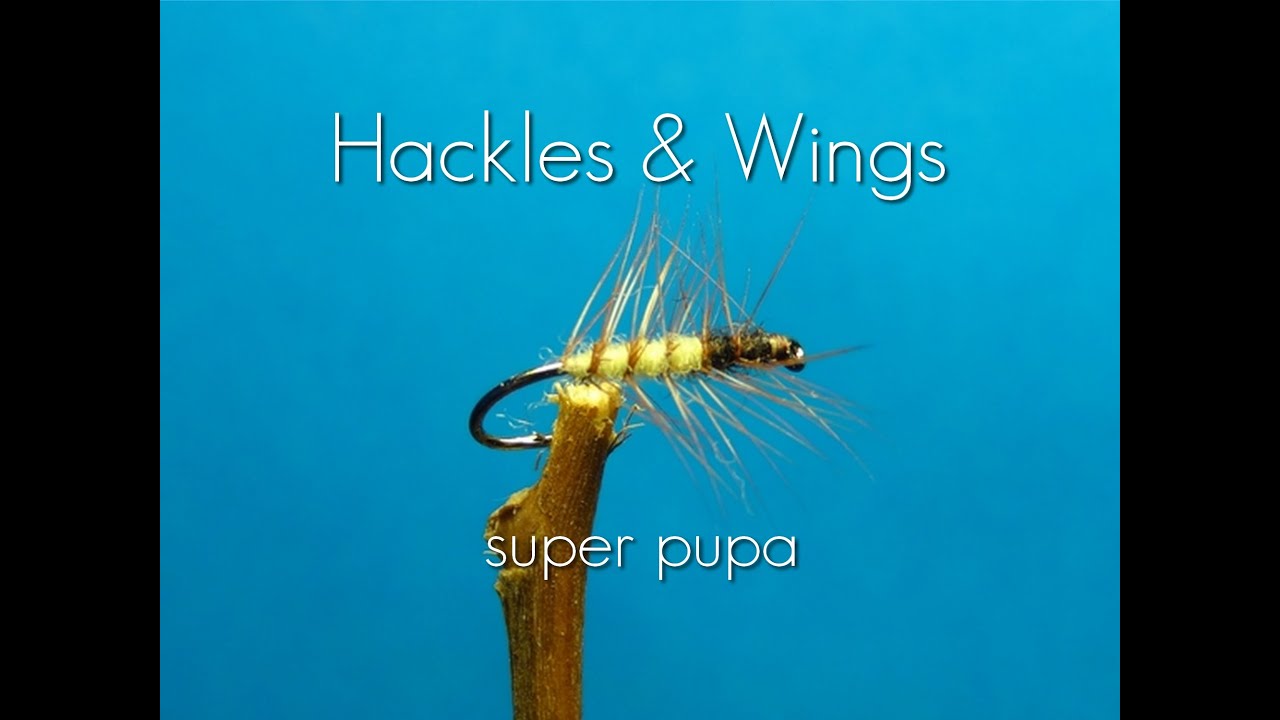 Fly Tying Super Pupa - YouTube