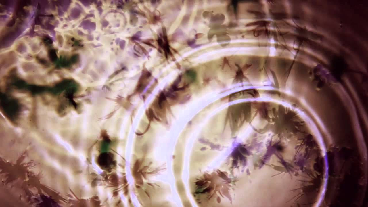 Bibio - 'Silver Wilkinson' Album Sampler - YouTube