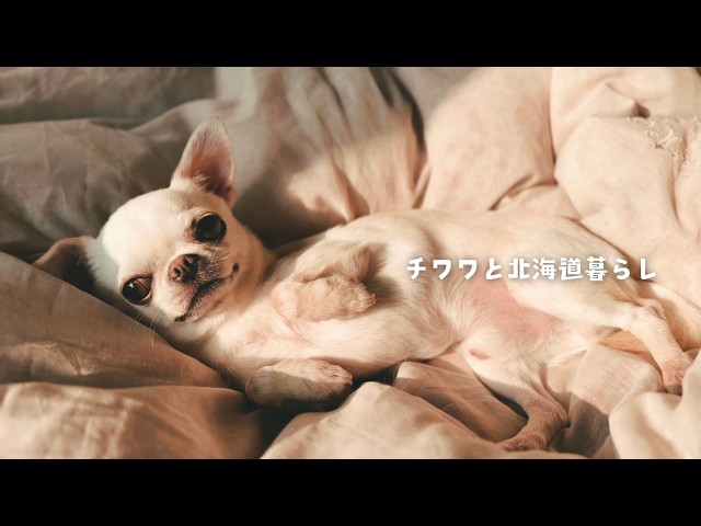 休日わんこエステ⁉️】恍惚の表情を見せるチワワ／しっぽぶんぶんして