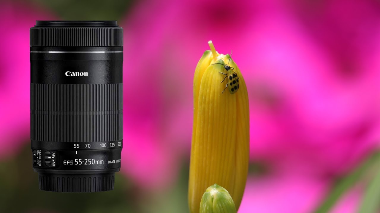 Canon EF-S 55-250mm IS STM Shots - YouTube