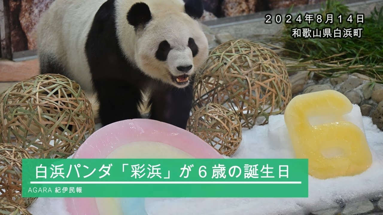 Panda Saihama celebrates his 6th birthday with gifts of bamboo