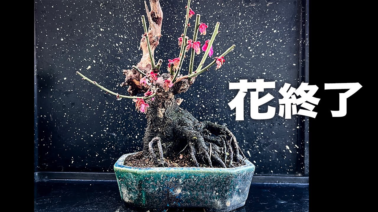 2024梅の花後の剪定 #盆栽 #bonsai - YouTube