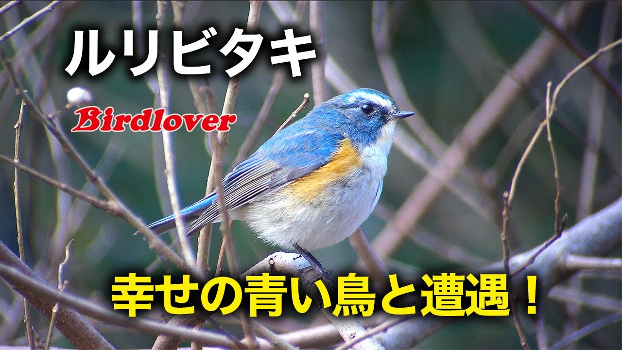 幸せの青い鳥と遭遇｜Birdlover