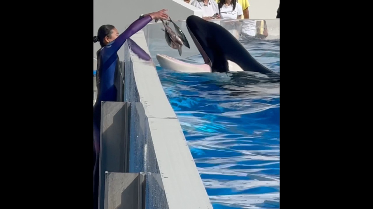 シャチちゃん、一度にこんなにもドッチャリ！ビッグジャンプ後のお疲れ