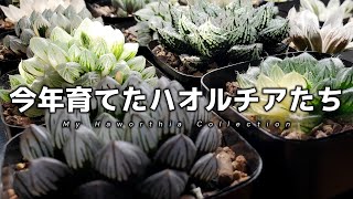 A year spent with Haworthia | Introduction to all plants and