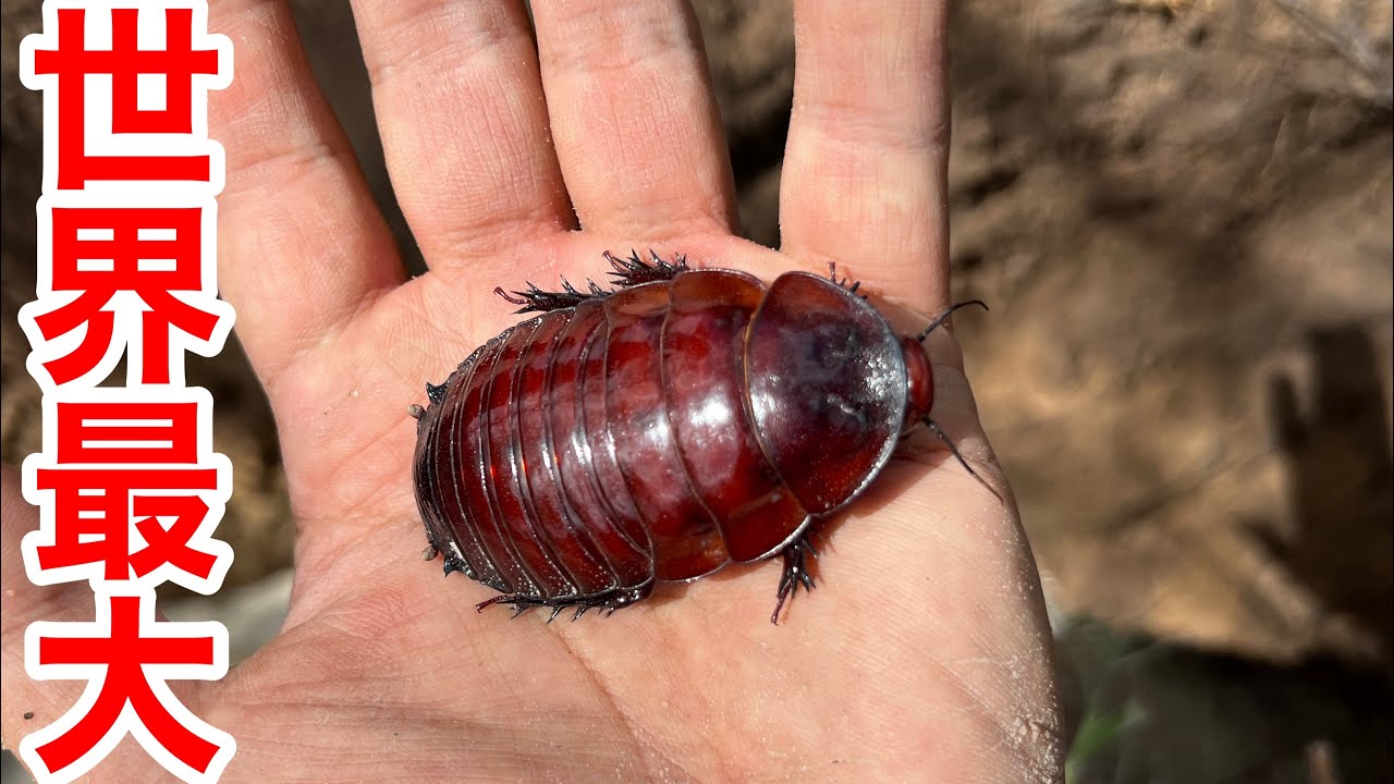 World's largest cockroach caught in Australian forest - YouTube