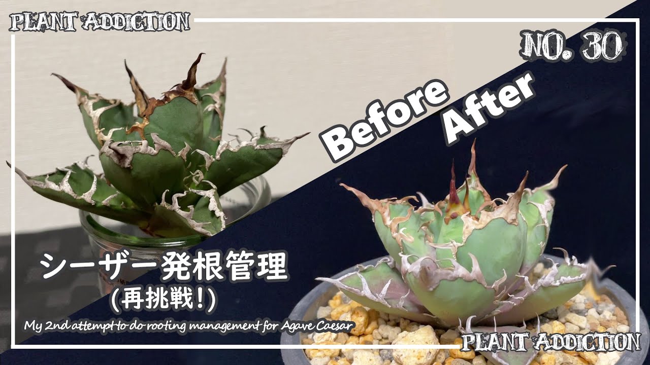 アガベ・チタノタ・シーザー発根管理(再挑戦！) || My 2nd attempt to