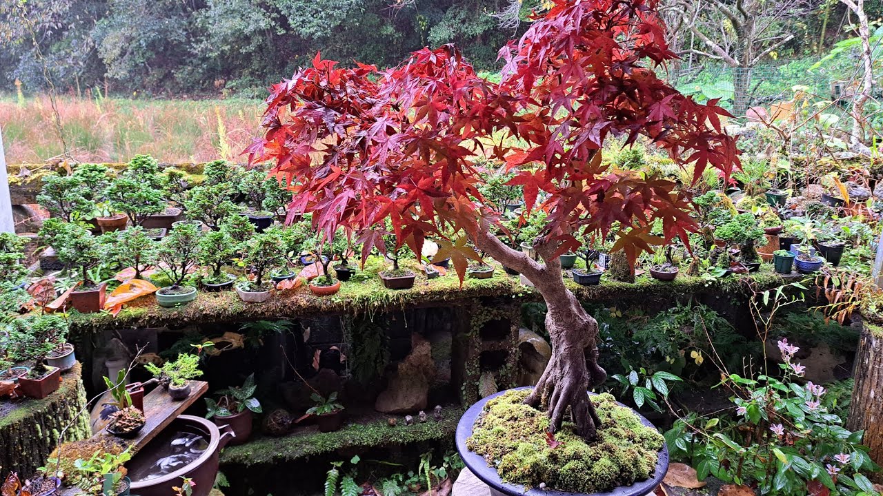 野菜畑の片隅で育てたイロハモミジ(2023) ♯457 - YouTube