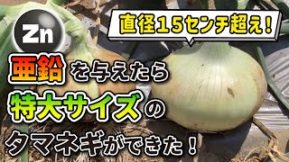 Onions evolve! Zinc boosts their growth potential. Seeds by