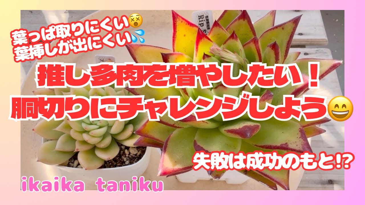 221 “Succulents” I want to grow my favorite succulents by cutting