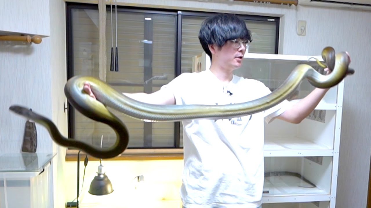 I messed up while walking a 3m giant snake - YouTube